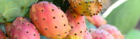 Huile de figue de Barbarie bio